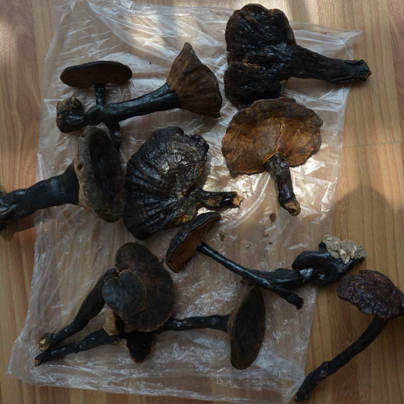 独有配方 含20多种野生灵芝 安神 睡得香 700克 (100克*7)当天入睡 全球唯一 独有配方 含20多种野生灵芝 安神 睡得香 700克 (100克*7)当天入睡 全球唯一