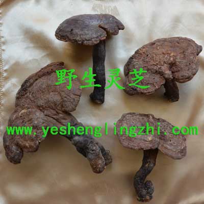 野生赤芝 100克 野生赤芝 100克