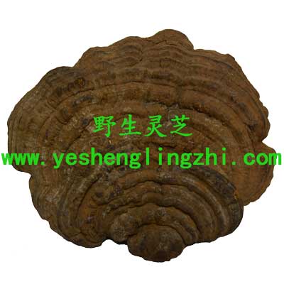 野生树舌灵芝 100克 小个 野生树舌灵芝 100克 小个