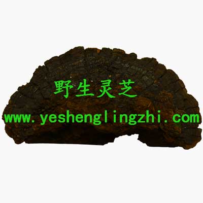 野生松针灵芝 250g 野生松针灵芝 250g
