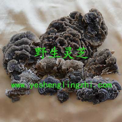 野生云芝 500克 野生云芝 500克